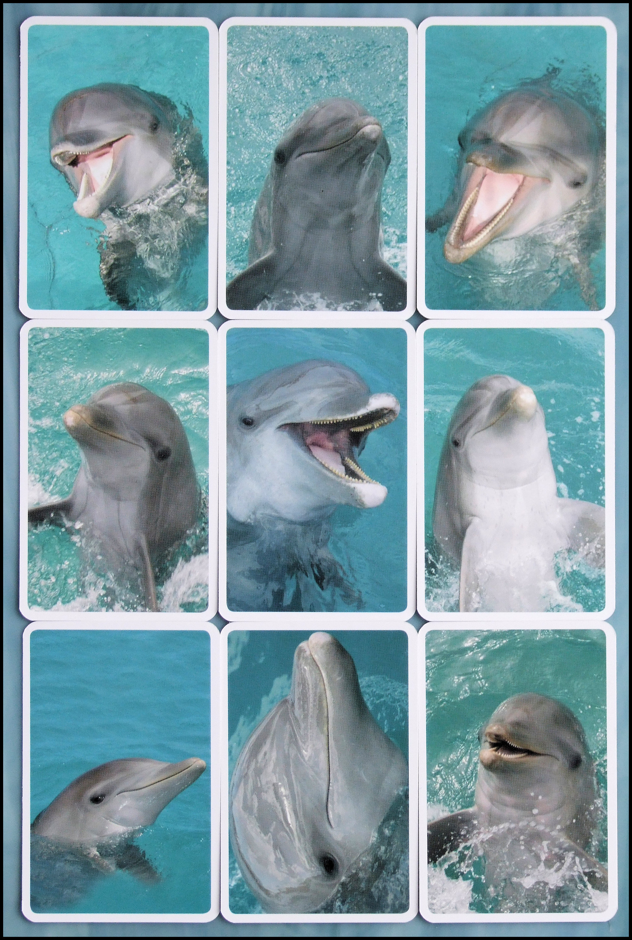 The Dolphin Training Game - The Dolphins